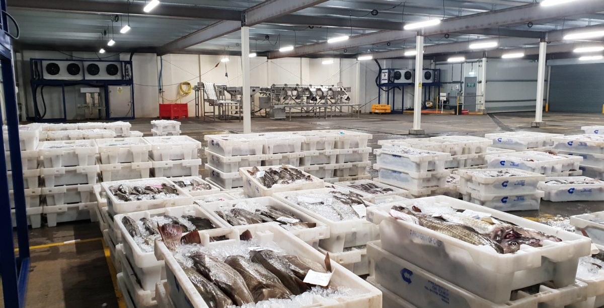 Temporary Cold Storage in Scotland. The Scalloway fish market in Shetland